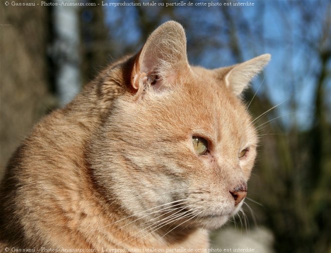 Photo de Chat domestique