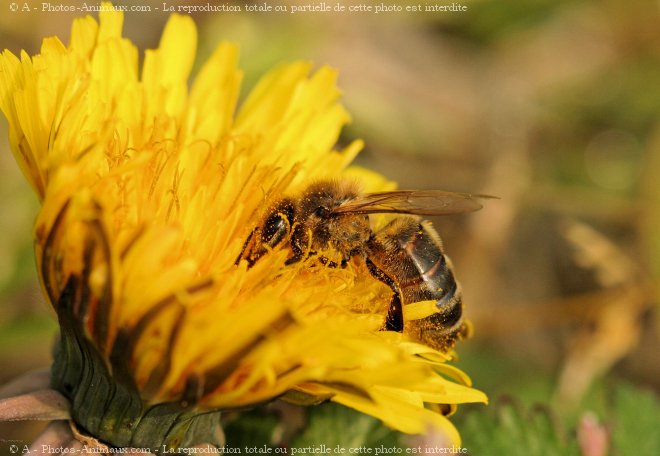 Photo d'Abeille