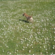 Photo de Border terrier