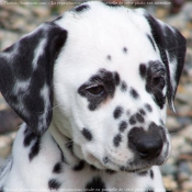 Photo de Dalmatien