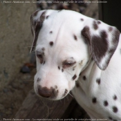 Photo de Dalmatien