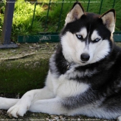 Photo de Husky siberien