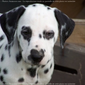 Photo de Dalmatien