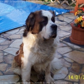 Photo de Saint-bernard poil long