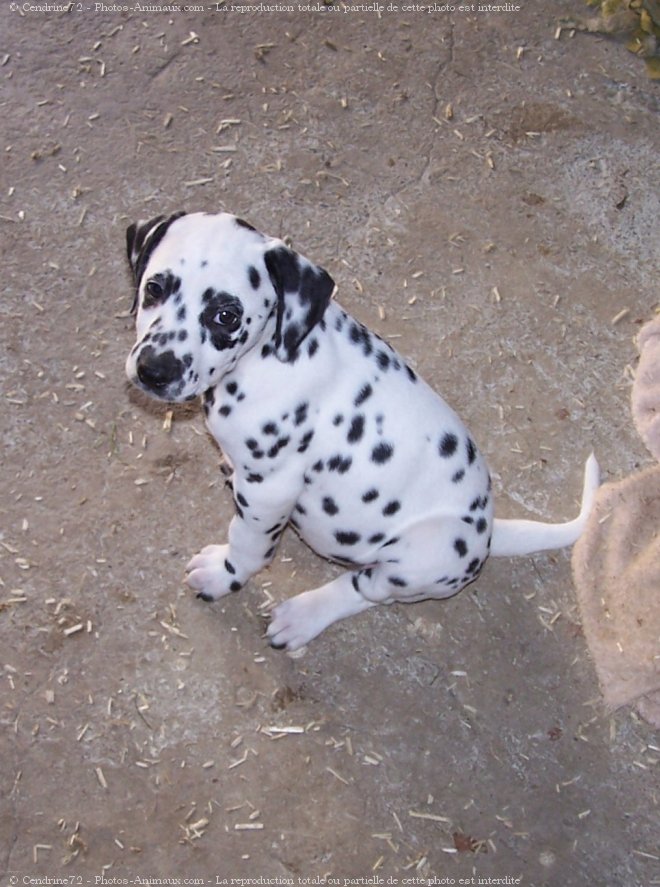 Photo de Dalmatien