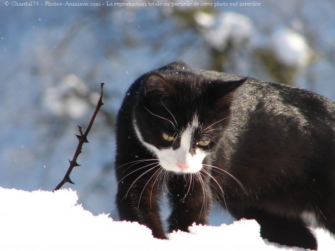 Photo de Chat domestique