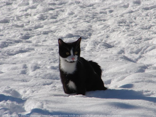 Photo de Chat domestique