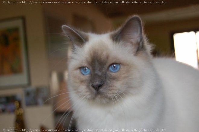 Photo de Sacr de birmanie