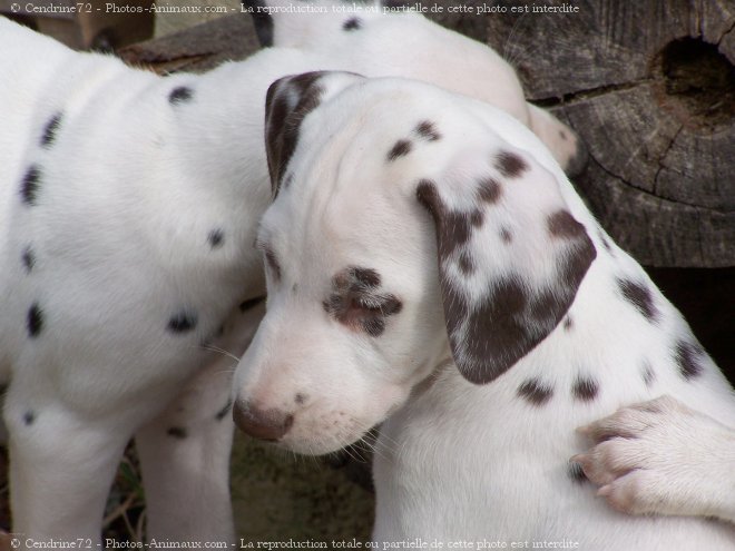 Photo de Dalmatien