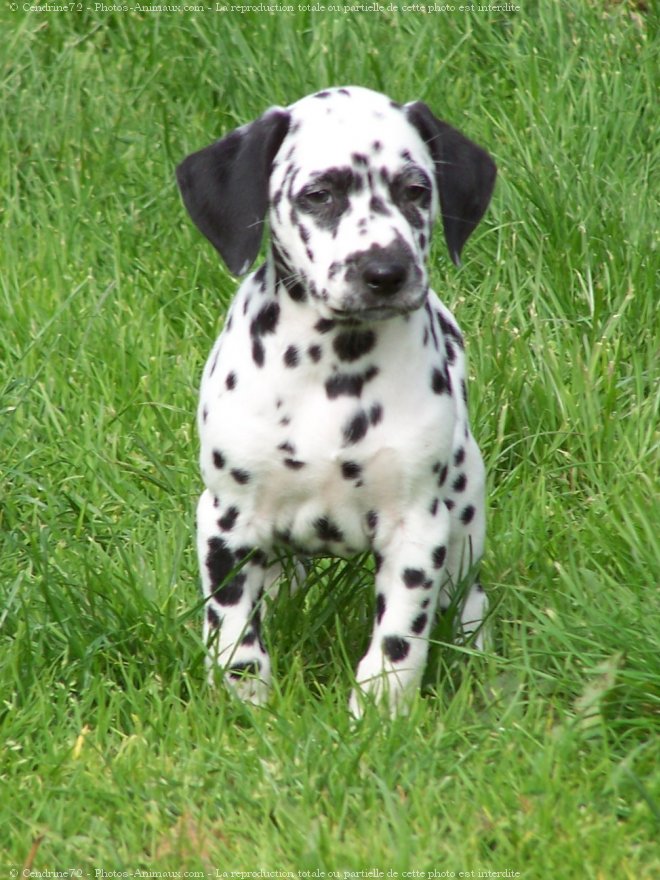 Photo de Dalmatien