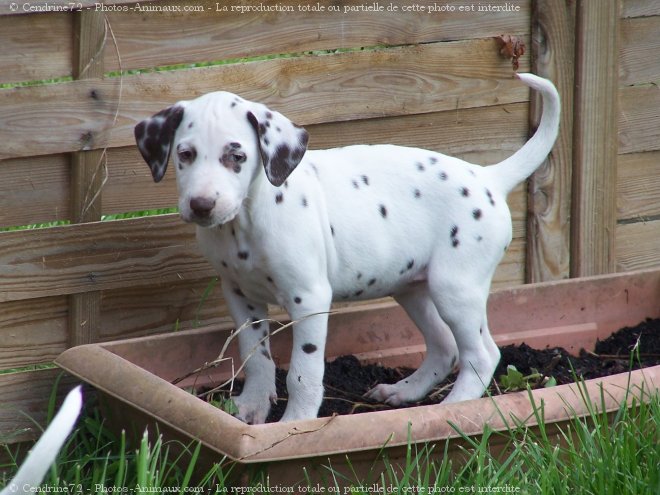 Photo de Dalmatien