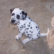 Photo de Dalmatien