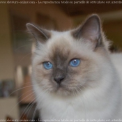 Photo de Sacr de birmanie