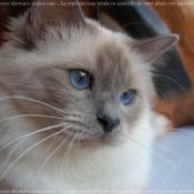 Photo de Sacr de birmanie