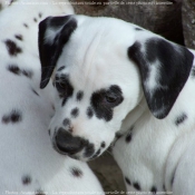 Photo de Dalmatien