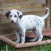 Photo de Dalmatien