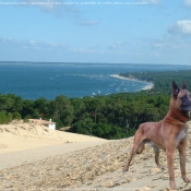 Photo de Berger belge malinois