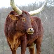 Photo de Watusi