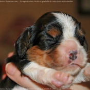 Photo de Cavalier king charles spaniel