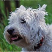 Photo de West highland white terrier