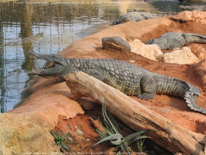 Photo de Crocodile