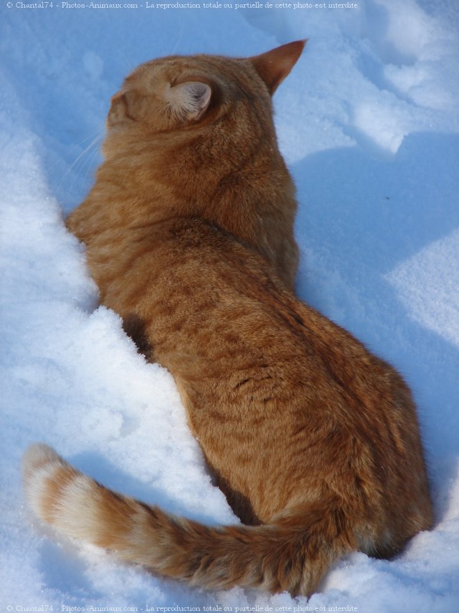 Photo de Chat domestique