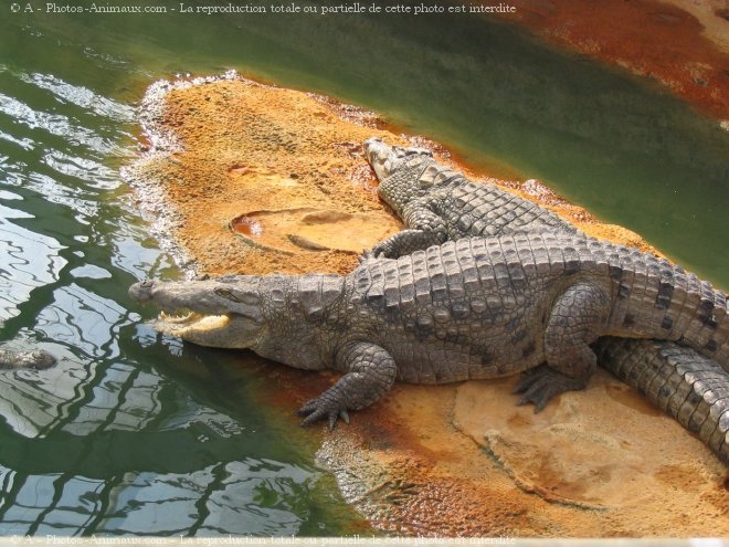 Photo de Crocodile