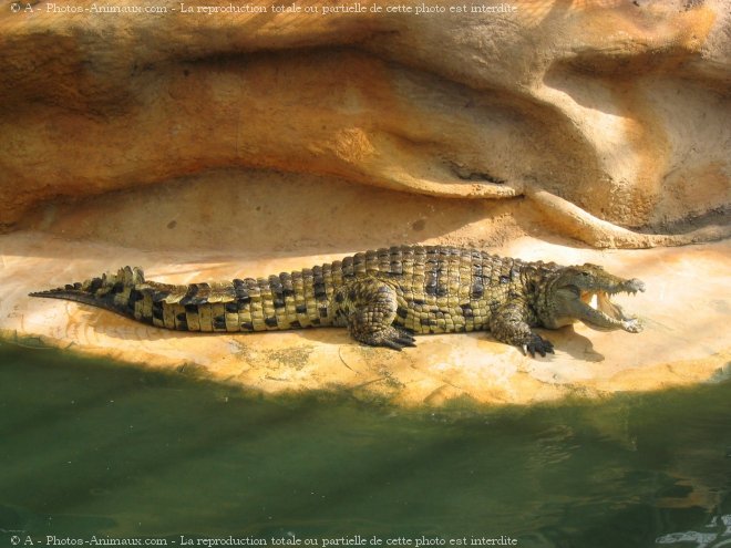 Photo de Crocodile