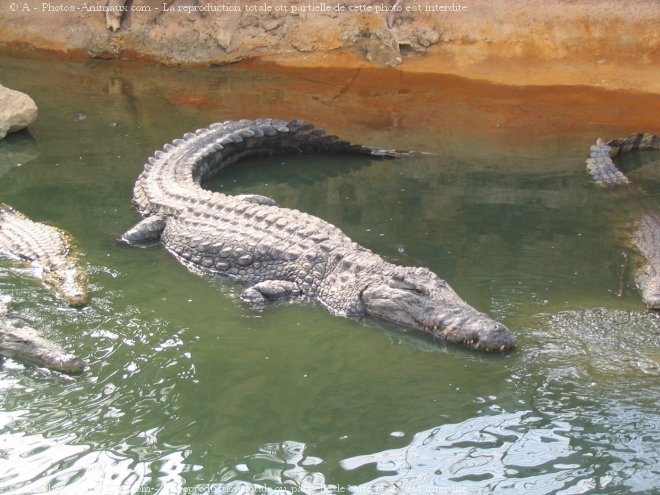 Photo de Crocodile