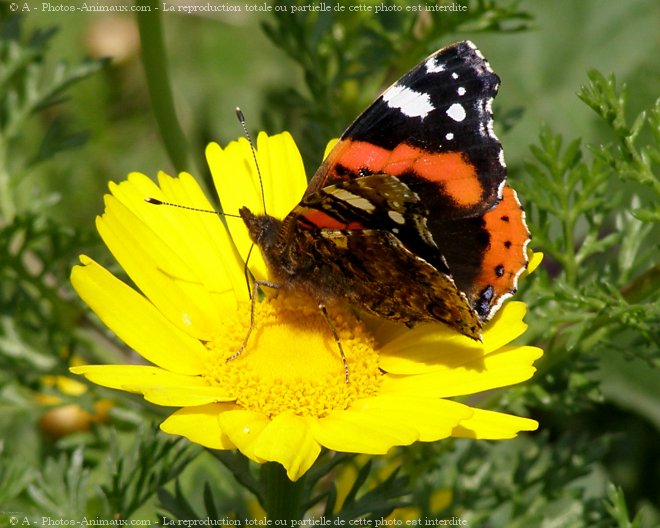 Photo de Papillon