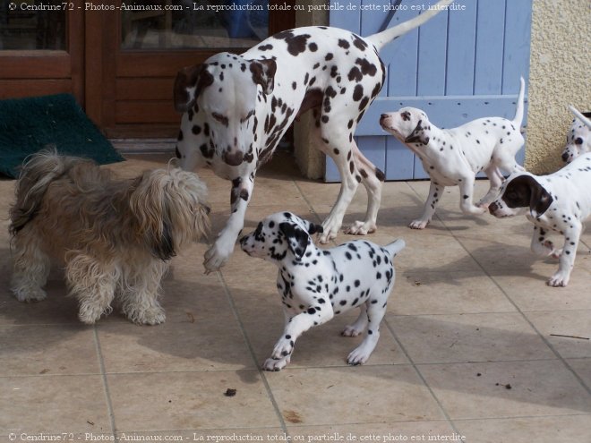 Photo de Dalmatien