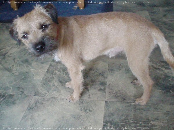 Photo de Border terrier