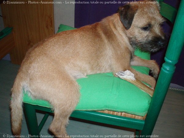 Photo de Border terrier