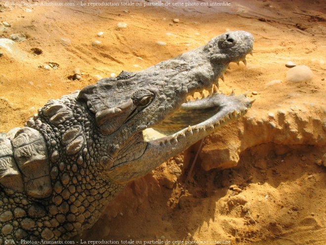 Photo de Crocodile