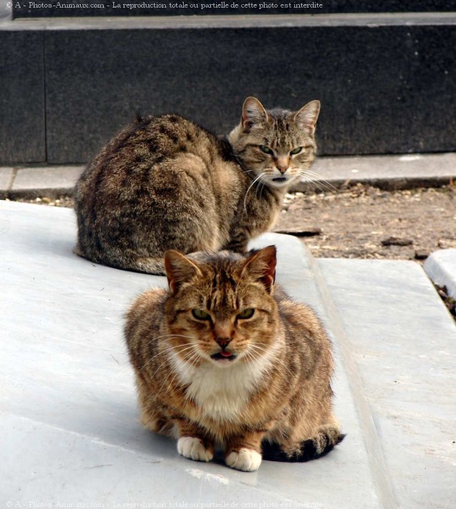 Photo de Chat domestique