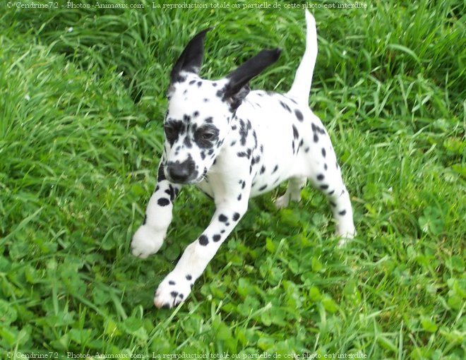 Photo de Dalmatien