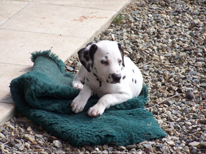 Photo de Dalmatien