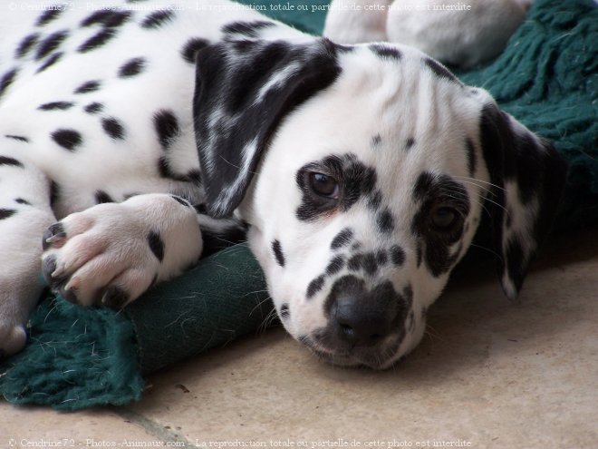 Photo de Dalmatien