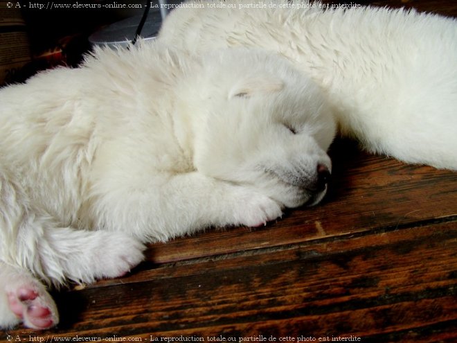 Photo d'Akita inu