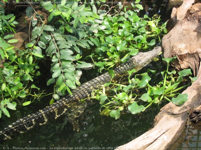 Photo de Crocodile