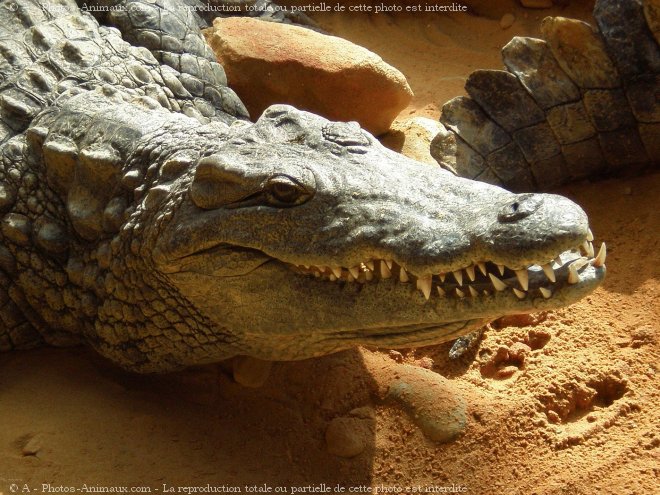 Photo de Crocodile