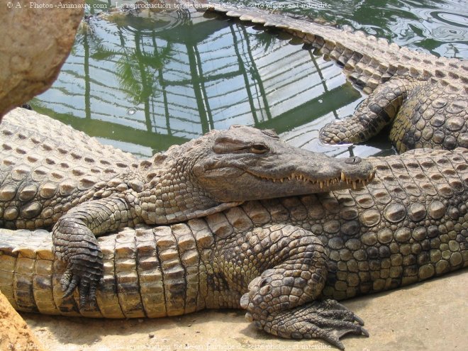 Photo de Crocodile