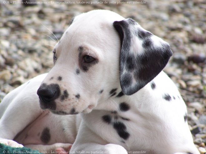 Photo de Dalmatien