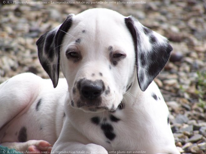 Photo de Dalmatien