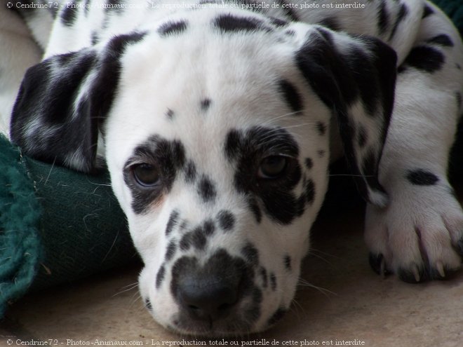 Photo de Dalmatien