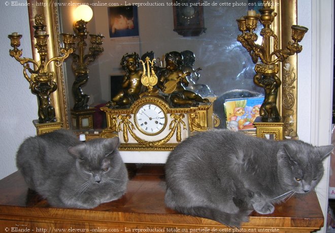 Photo de Chartreux