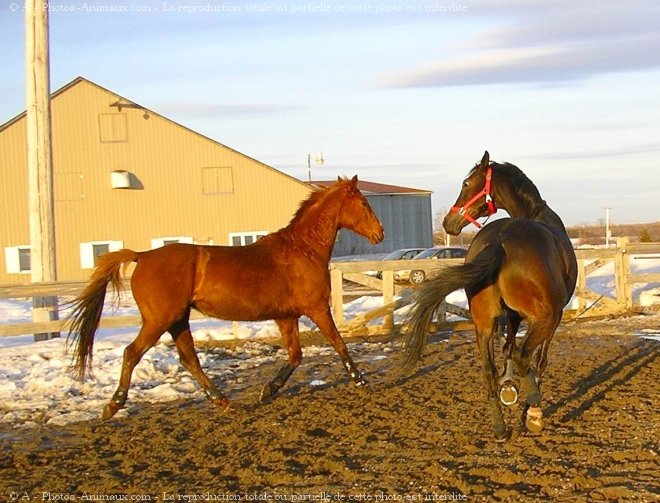 Photo de Races diffrentes