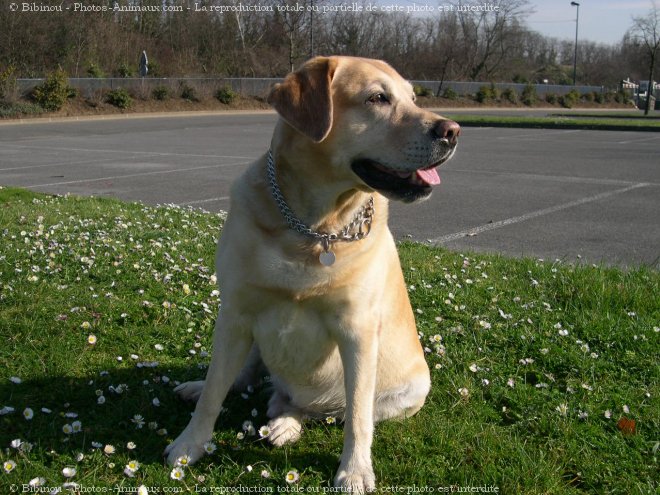 Photo de Labrador retriever