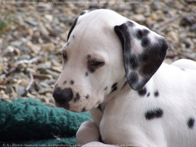 Photo de Dalmatien