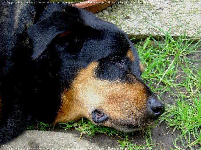 Photo de Rottweiler